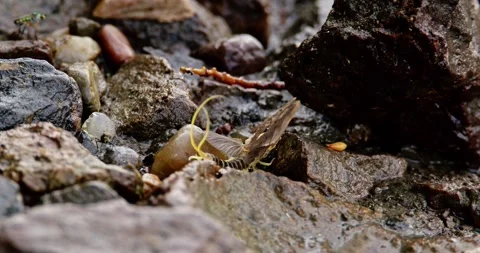 Close up video of klong-tailed mayfly perched on rocks on a shore Stock Footage 268988834