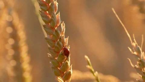 Close-up video of a ladybug crawling down a ripe wheat ear Stock-Footage 338242847