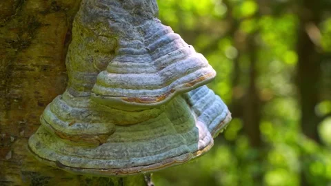 Close up video of a large clump of tree fungus. Growing wild in the forest .. Stockbeeldmateriaal 243835006