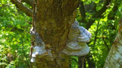 Close up video of a large clump of tree fungus. Growing wild in the forest .. Vídeos de archivo 243835065