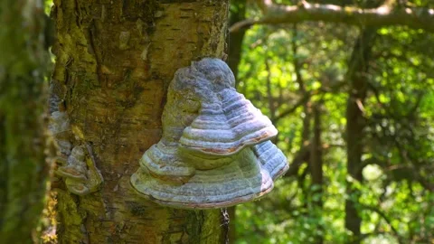 Close up video of a large clump of tree fungus. Growing wild in the forest .. Видео 243835104
