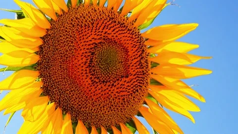 Close-up video of a large sunflower flower basket swaying in the wind again.. Stock Footage 335505409