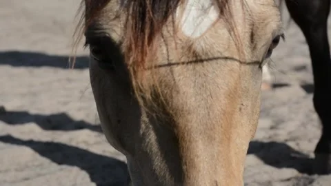Close-up video of a light brown horse's face 스톡 동영상 341695019