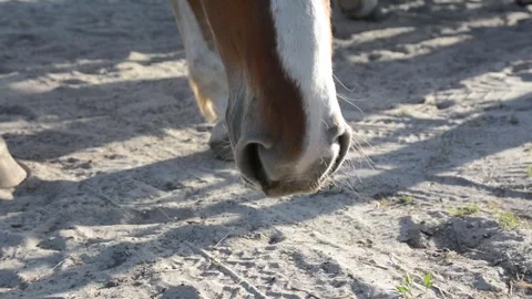 Close-up video of a light brown horse's face Video stock 341793641