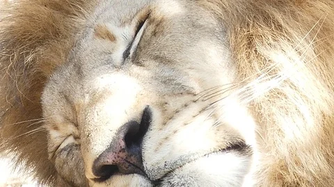 Close up video Lion sleeping 動画素材 91176301