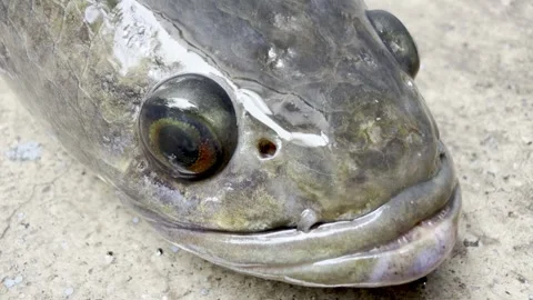 Close-Up Video of Live Striped Snakehead Fish, rotating its eyes. Stock Footage 340316201