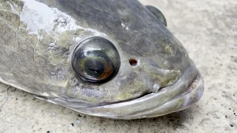 Close-Up Video of Live Striped Snakehead Fish, rotating its eyes. Stock Footage 340316279