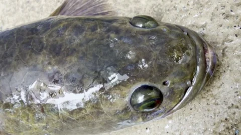 Close-Up Video of Live Striped Snakehead Fish, rotating its eyes. Stock Footage 340316342