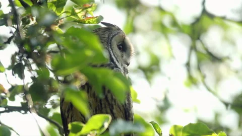 Close up video of long eared owl (Asio otus) gazing by big eyes from tree branch Stock Footage 248327690