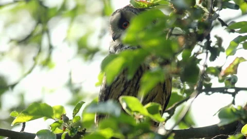 Close up video of long eared owl (Asio otus) gazing by big eyes from tree branch Stock Footage 248343042