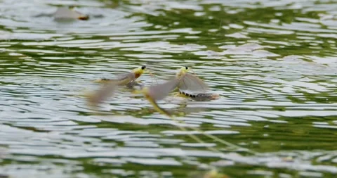 Close up video of long tailed mayflies during mating hours Stock Footage 268990317