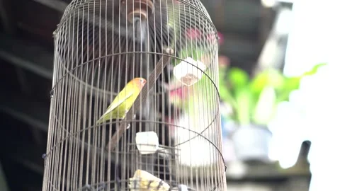 Close-up video of the lovebird in the cage with its sweet voice Stock Footage 145957719