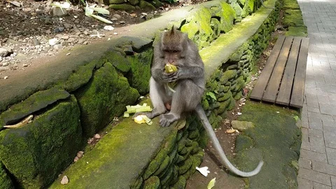 Close up video on macaque monkey which eagerly eats an ear of fresh corn Stock Footage 124662696