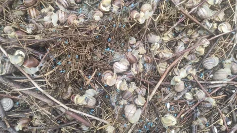 Close up video of many snails on the ground Stock Footage 275184550