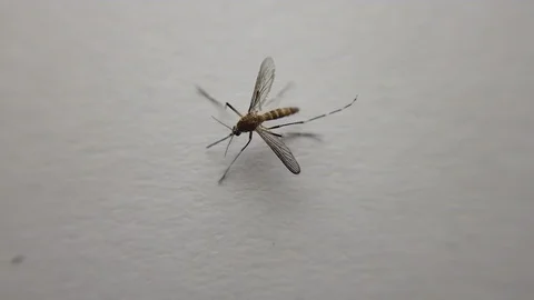 Close up video of mosquito Vídeo Stock 103510479