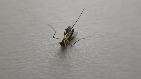 Close up video of mosquito Vídeo Stock 103510548