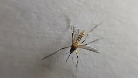 Close up video of mosquito Vídeo Stock 103510725