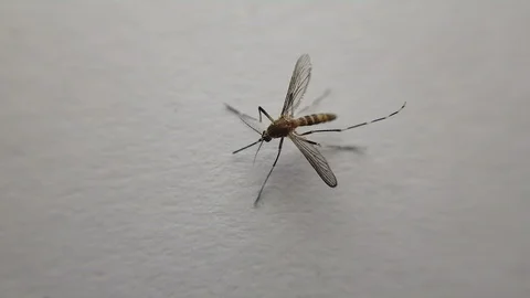 Close up video of mosquito Vídeo Stock 103510827