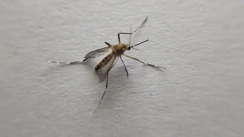 Close up video of mosquito Vídeo Stock 103511071