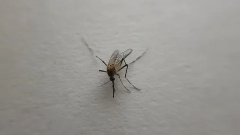 Close up video of mosquito Stock Footage 103511343