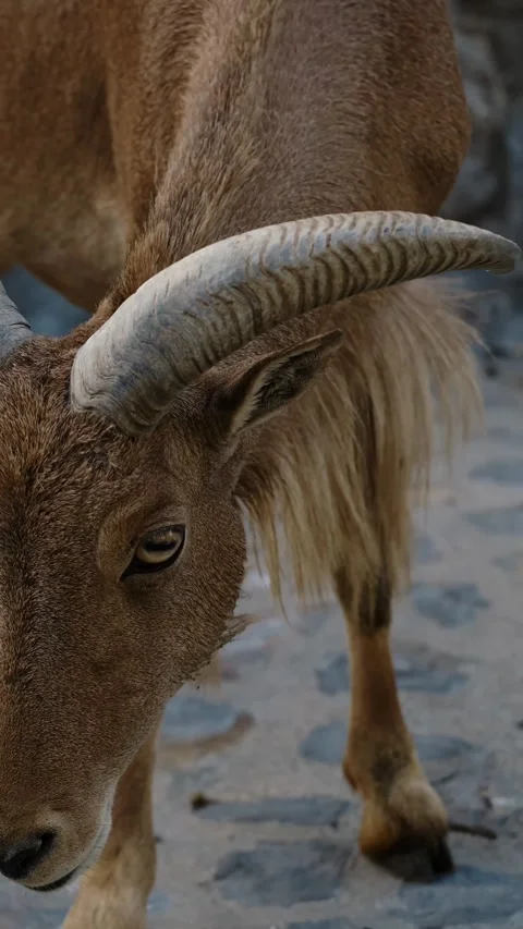 Close up video of a mountain goat with curved horns standing calmly in a zoo Stock Footage 325739730