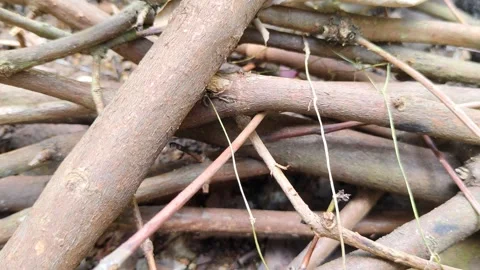 Close-up video of Natural Tree Branches and Twigs on the Ground Stock Footage 304255345