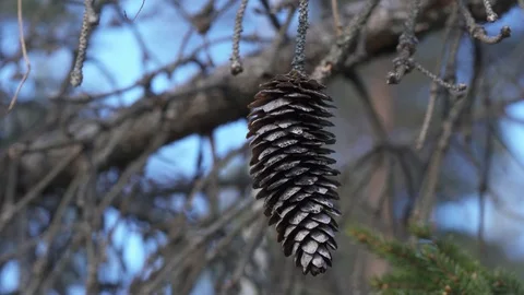Close up video of old coniferous pine swaying slow on gentle wind Stock Footage 124705082