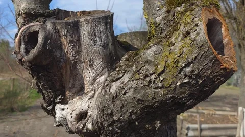 Close-up video of an old fruit tree trunk with a hollow nest and sawed bran.. Vídeos de archivo 333790848