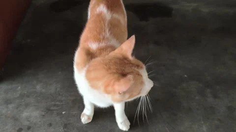 Close-up Video of Orange and White Cat Walking Indoors Stock Footage 323342104