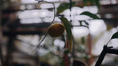 Close up video with an orange on the tree. Green orange. Move slowly. Exotic Stock Footage 148556488