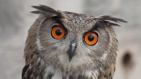Close up video of an owl Stock Footage 307916434