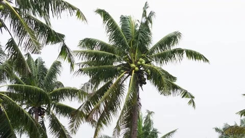 Close-up video of palm trees swaying by the strong wind and rain.  Stock Footage 322082171