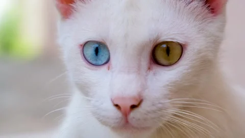 Close up video of pet cat, heterochromia cats. Odd eyes cats. Stock-Footage 249521353