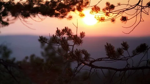 Close up video on pine tree branches moving slowly, Sweden Stock Footage 116479135