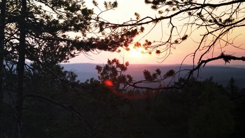 Close up video on pine tree branches moving slowly from light wind Vídeos de archivo 116479427