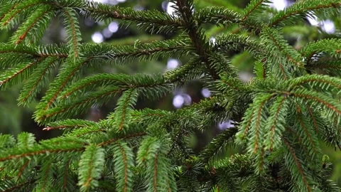 Close-up video of pine tree branches swaying in the wind. Stock Footage 321743692
