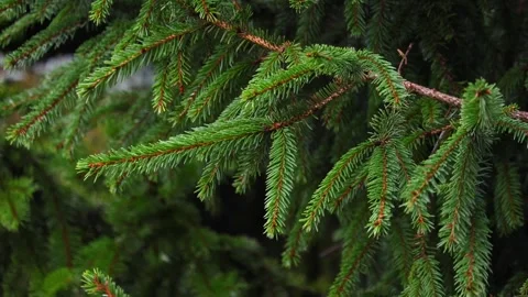 Close-up video of pine tree branches swaying in the wind. Stock Footage 321743695