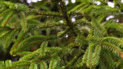 Close-up video of pine tree branches swaying in the wind. Stock Footage 321743738