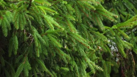Close-up video of pine tree branches swaying in the wind. Stock Footage 321743786
