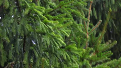Close-up video of pine tree branches swaying in the wind. Stock Footage 321743796