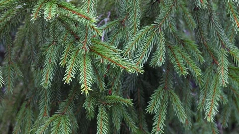 Close-up video of pine tree branches swaying in the wind. Stock Footage 321743861