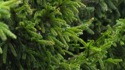 Close-up video of pine tree branches swaying in the wind. Stock Footage 321743863