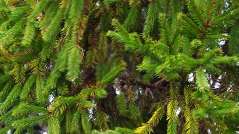 Close-up video of pine tree branches swaying in the wind. Stock Footage 321743951
