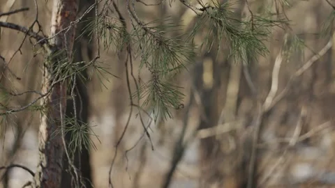 Close-up video of pine tree branches with needles gently swaying in the wind. Stock Footage 331061804