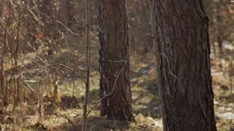 Close-up video of pine trees in a quiet pine forest. Stock Footage 331061805