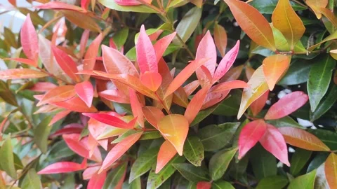 Close-up video of pink and light green leaves 4K 60FPS Stock Footage 168427530