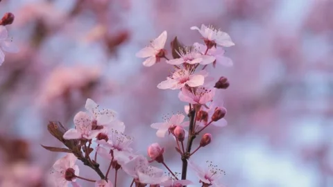 Close Up Video of Pink Cherry Tree Blossoms in Spring, 4K Stock Footage 154289393