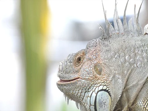 Close-up video portrait of a big lizard reptiles Iguana  Stock Footage 81934458