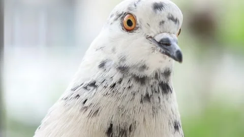 Close-up video portrait of a white spotted pigeon looking around Видео 336514801