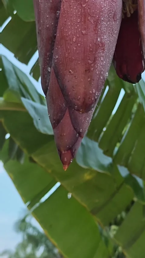 Close up video of pure water continuously dripping from a wet purple banana. Video stock 340105993
